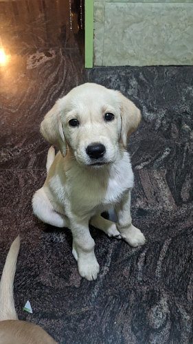 Labrador