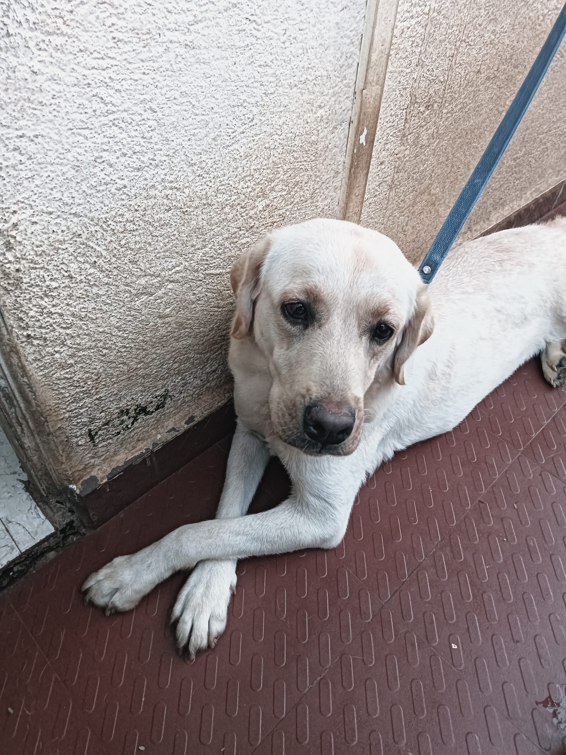 Labrador female dog 10 month old sale