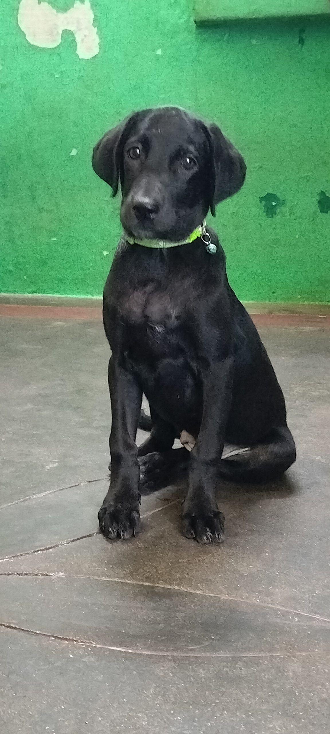 Labrador female