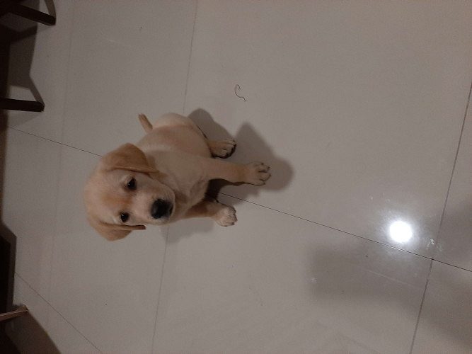 Labrador female puppy 58 days old