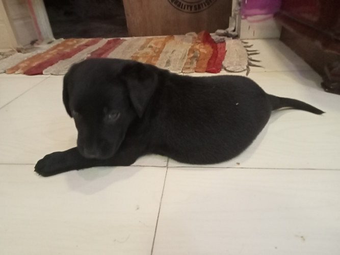 Labrador female puppy for sell
