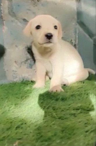 Labrador female white Puppy for sale