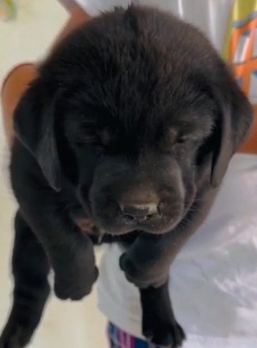 Labrador Male and female puppy available in Delhi Gurgaon Location 8570830887