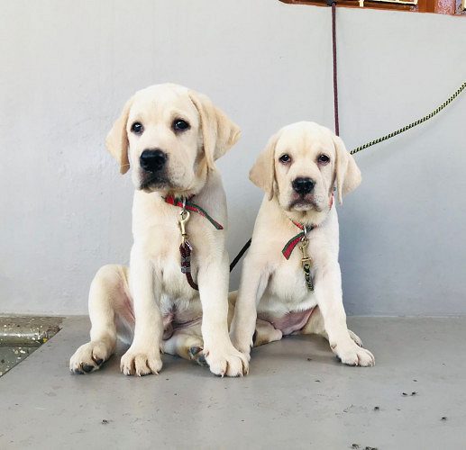 Labrador Male And Female KCI Puppies