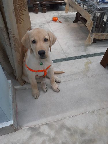 Labrador Male Golden color for sale 3 months old puppy