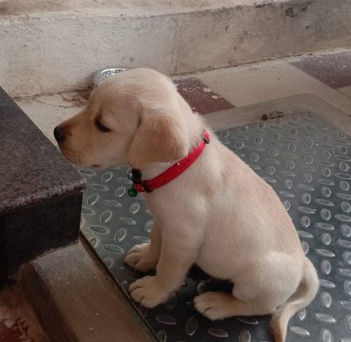 Labrador male puppy for sale