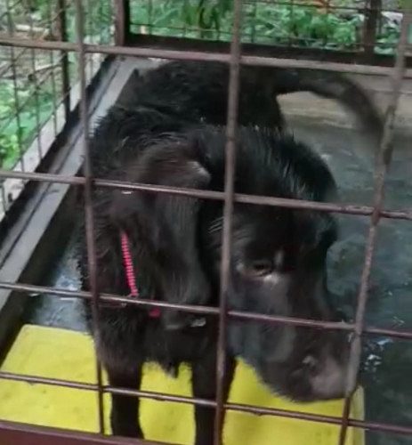 Labrador male puppy 90 days old