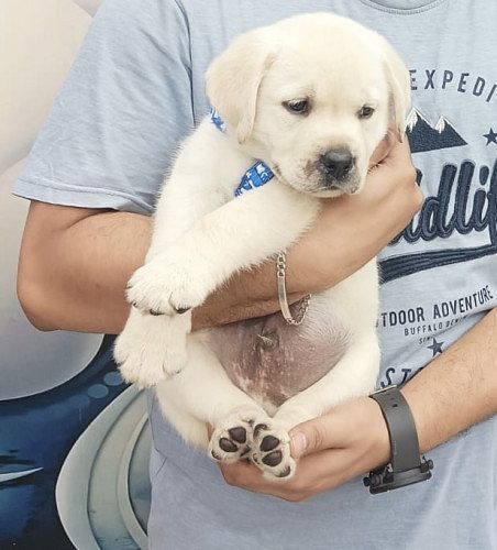 Labrador Male Puppy for Sale