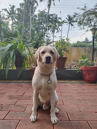 Labrador male 2 year old