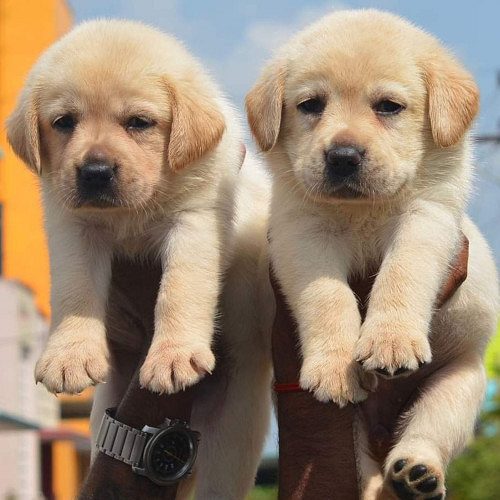LABRADOR ORIGINAL APPLE HEAD SHOW QUALITY PUPPIES IN CHENNAI -8825694373