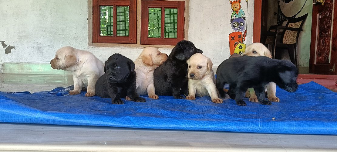 Labrador puppies 30 days old