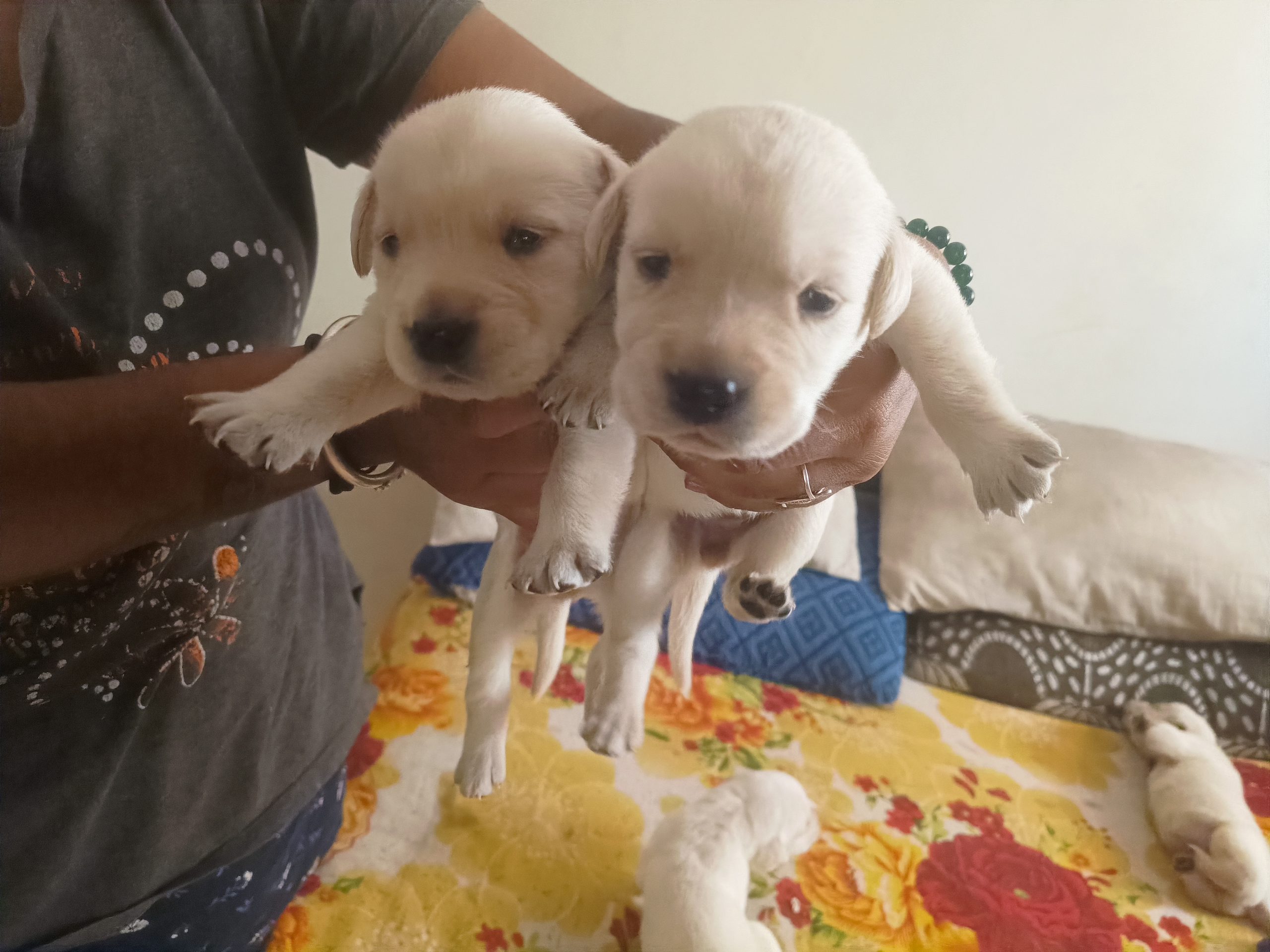 Labrador puppies are available for sale