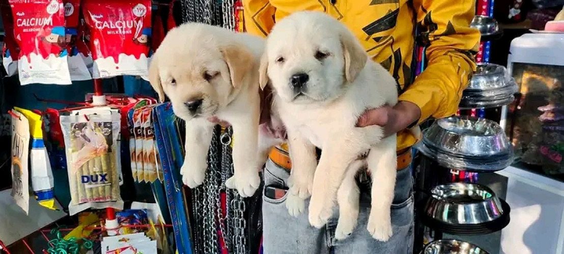 Labrador puppies available 9394723663 whsaap