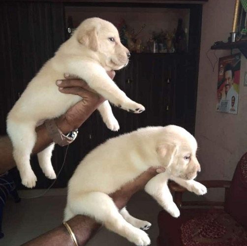 LABRADOR PUPPIES AVAILABLE @CHENNAI 9677128162