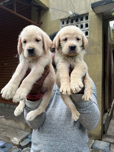 LABRADOR PUPPIES AVAILABLE @CHENNAI 9677128162