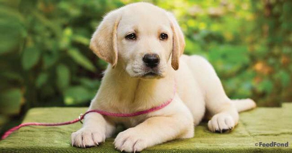 labrador puppies available for good price ! Pm me to get inf