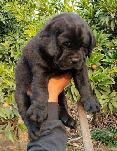 LABRADOR PUPPIES AVAILABLE IN DELHI 9891116714