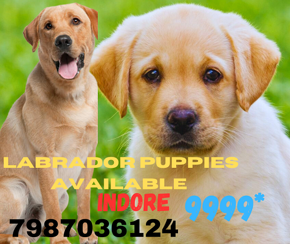 Labrador puppies available for sale 7987036124