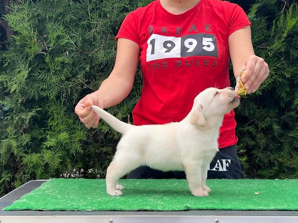 Labrador puppies for sale in Bangalore