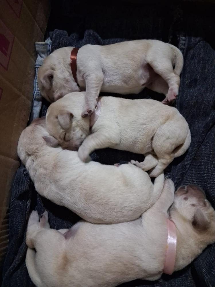 Labrador puppies for sale