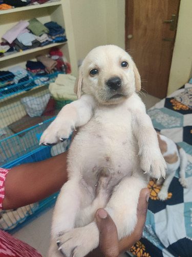 Labrador puppies