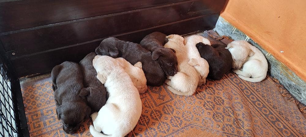 Labrador Puppies For Sale