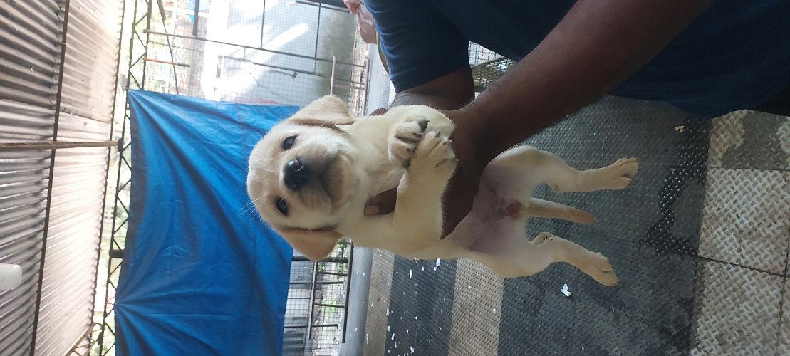 Labrador puppies