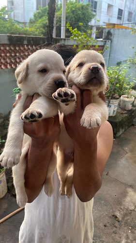 Labrador Puppies for sale