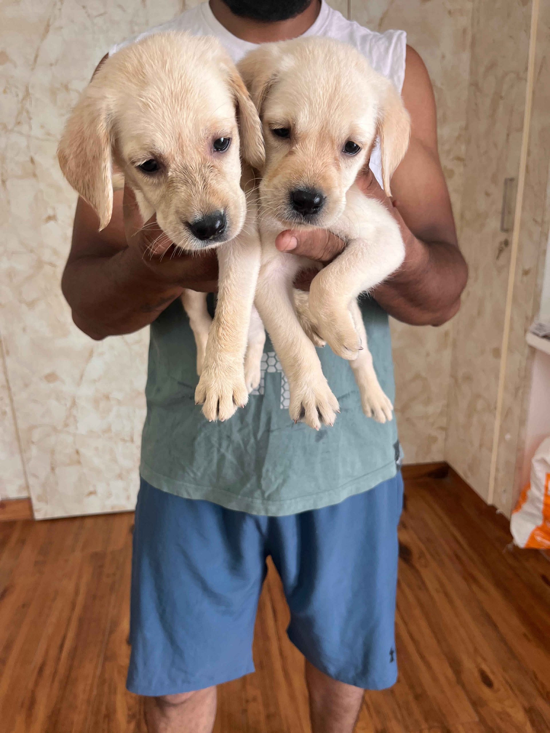 labrador puppies