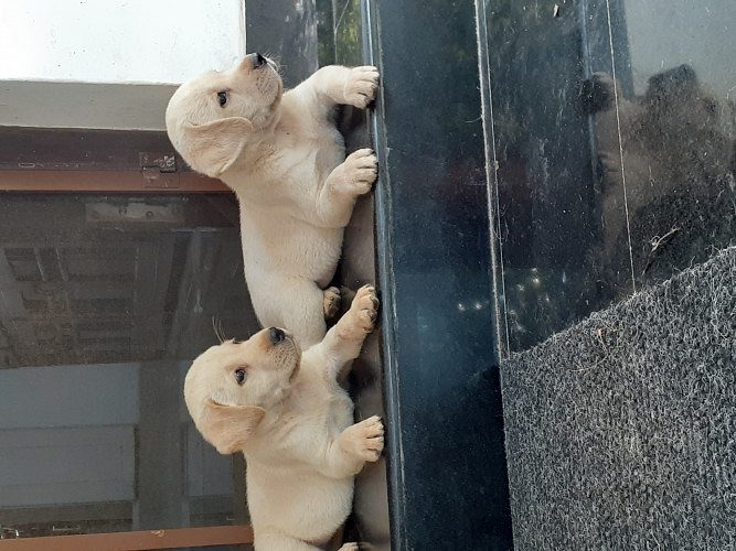 Labrador puppies for sale