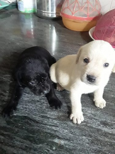 Labrador puppies for sale