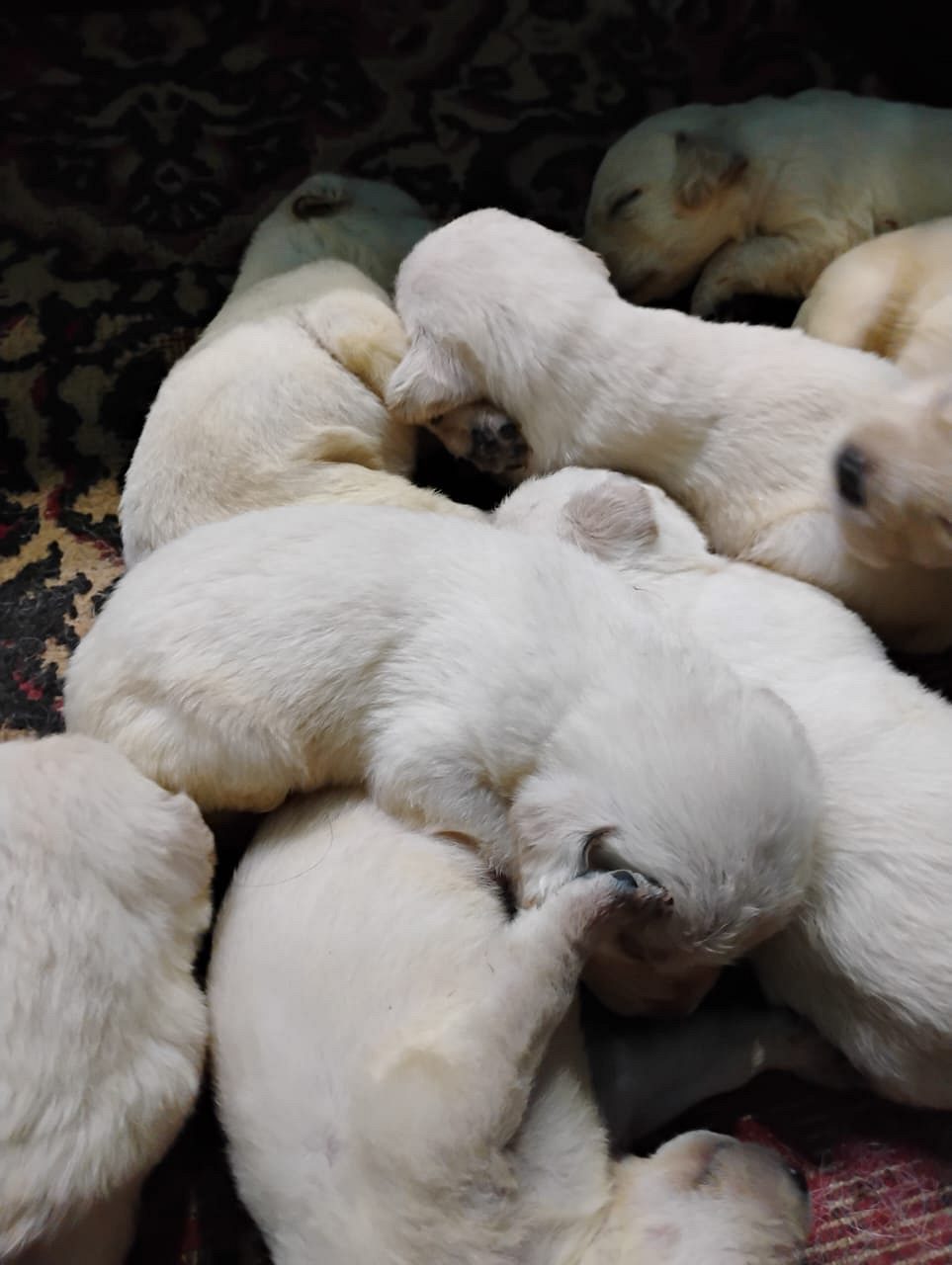 Labrador puppies for sale