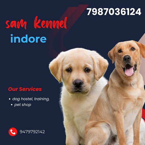labrador puppies for sale in indore city near mahu