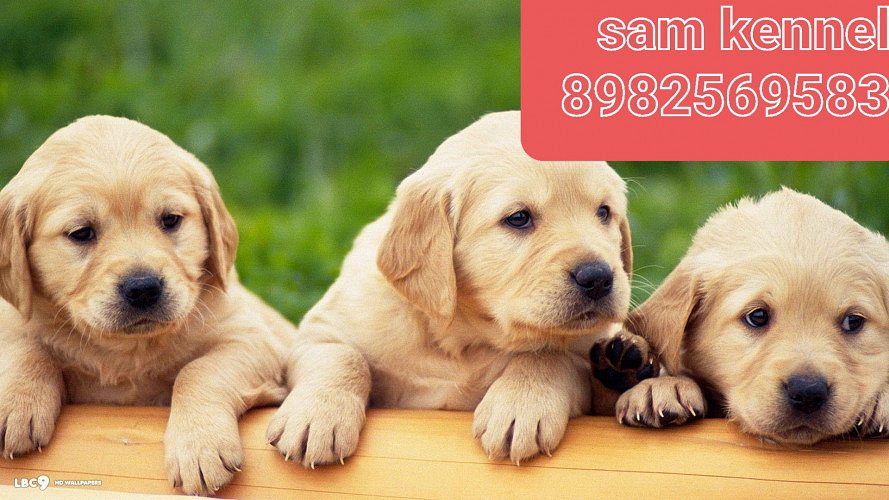 Labrador puppies for sale in indore 7987036124