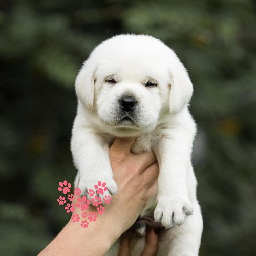 Labrador Puppies For Sale in Mumbai BEST QUALITY