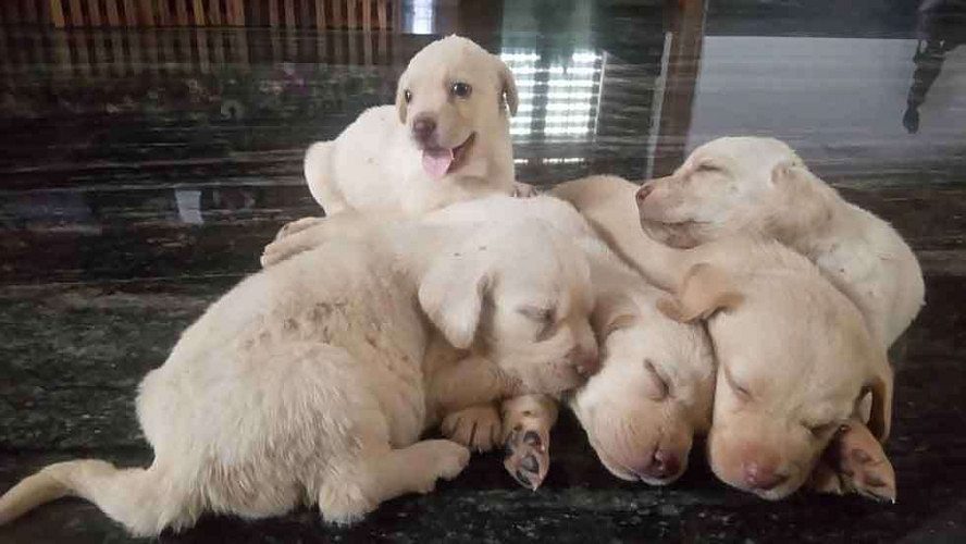 Labrador puppies for sale in thrissur.
