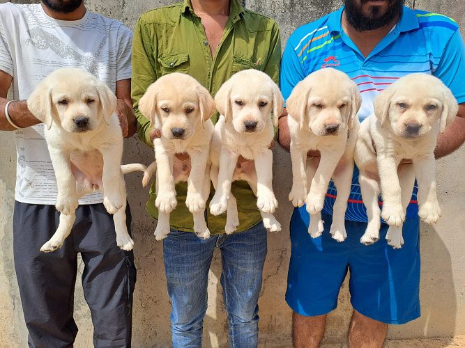 Labrador Puppies For Sale Trust Kennel