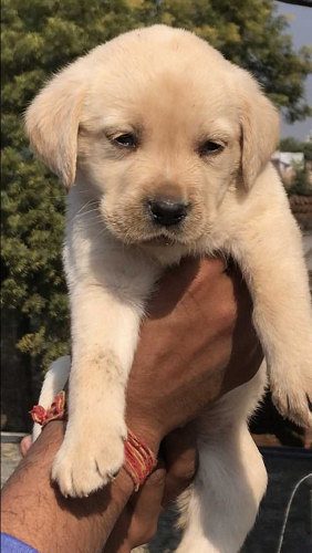 Labrador Pupples for Sale -