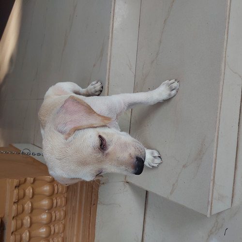 Labrador puppy 65 days old