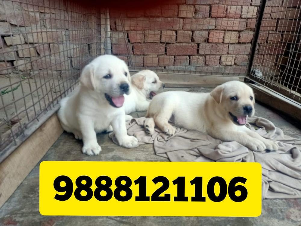 Labrador puppy available 9888121106 pet shop near me