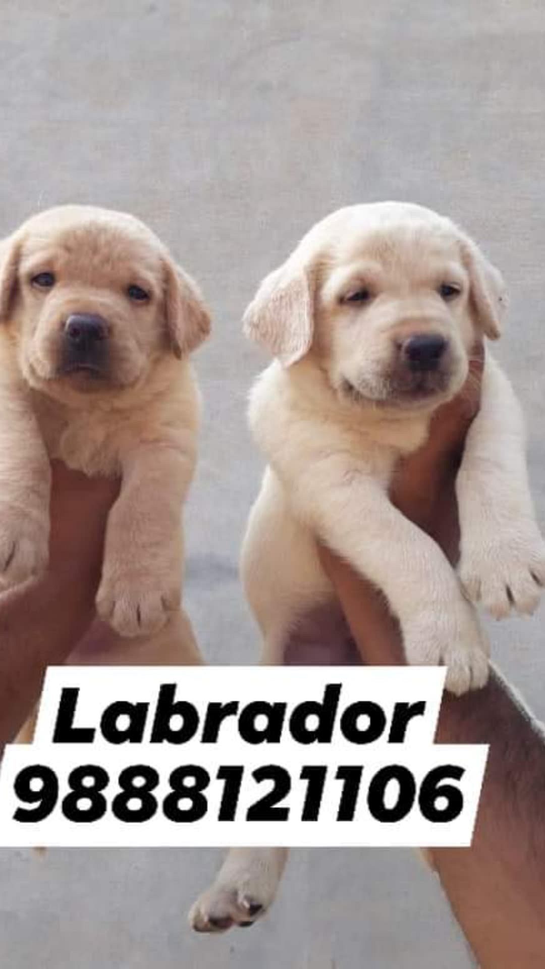 Labrador puppy buy online all breed dogs available call 9888121106