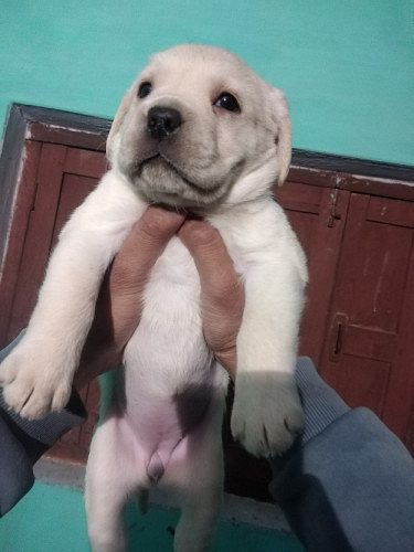 Labrador puppy