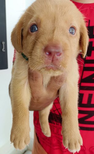 Labrador puppy