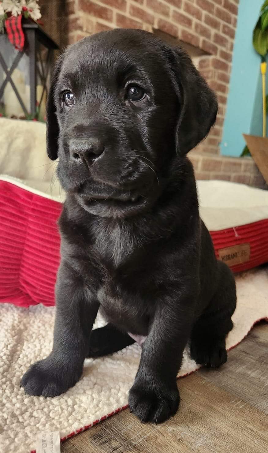 Labrador puppy