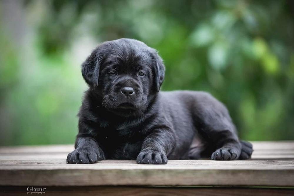 Labrador puppy