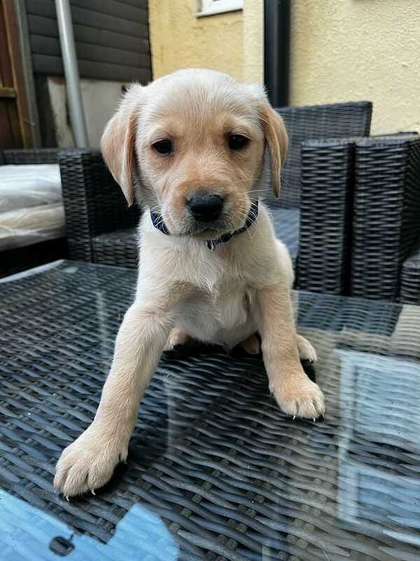 Labrador puppy sale