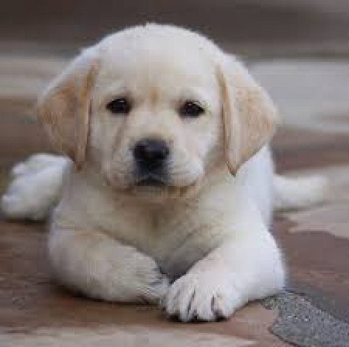 Labrador puppy