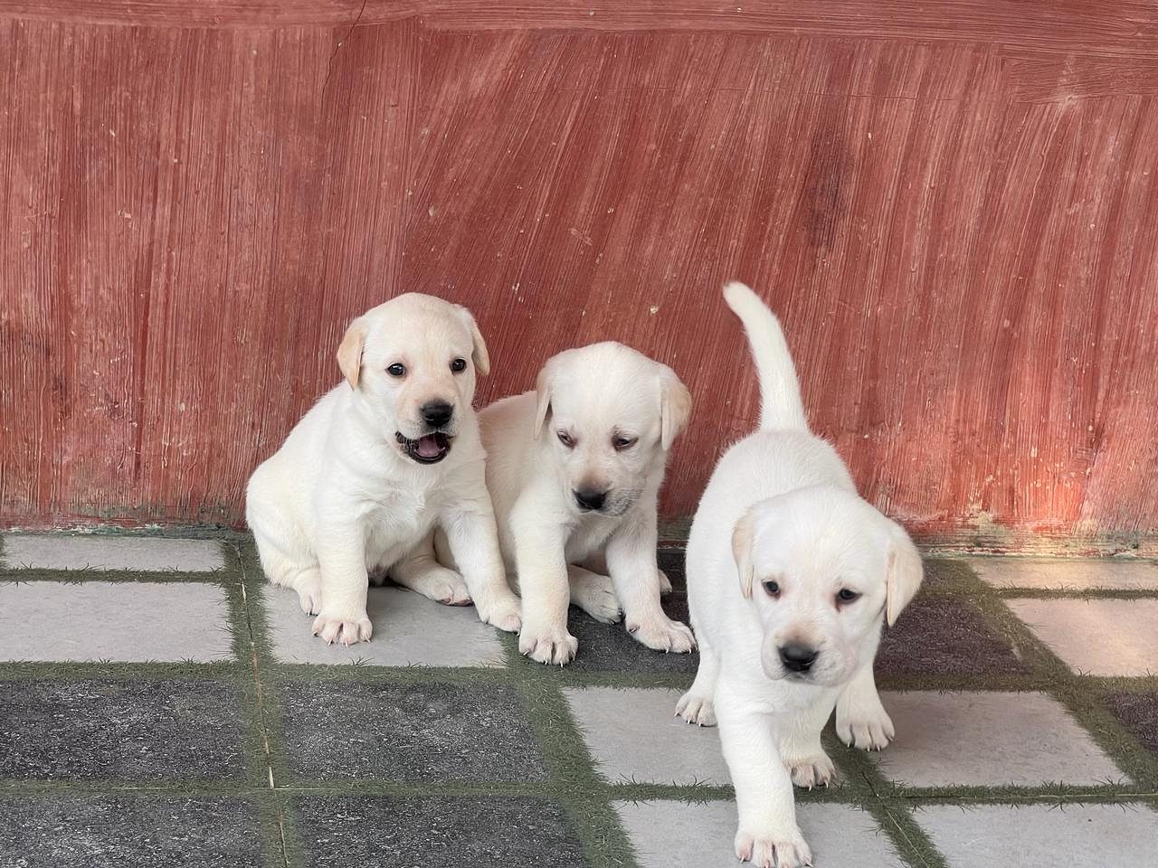Labrador puppy