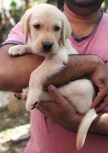 Labrador Puppy