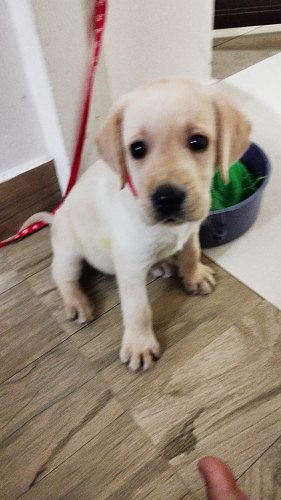 Labrador puppy